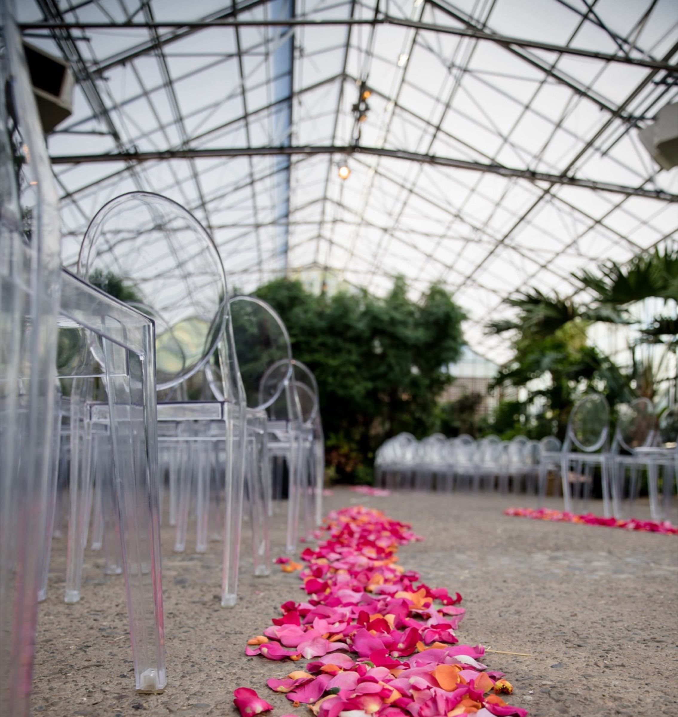 A ceremony aisle strewn with pink rose petals between clear ghost chairs inside a plant-filled glasshouse.